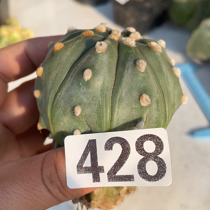 草球嫁嫁仙人球428