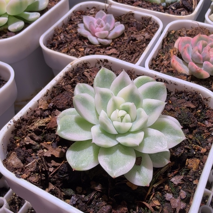 麦秆锦多肉植物一物一拍