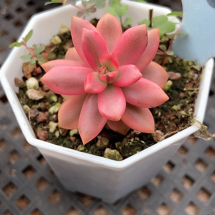 多肉植物黑美人锦2129多肉
