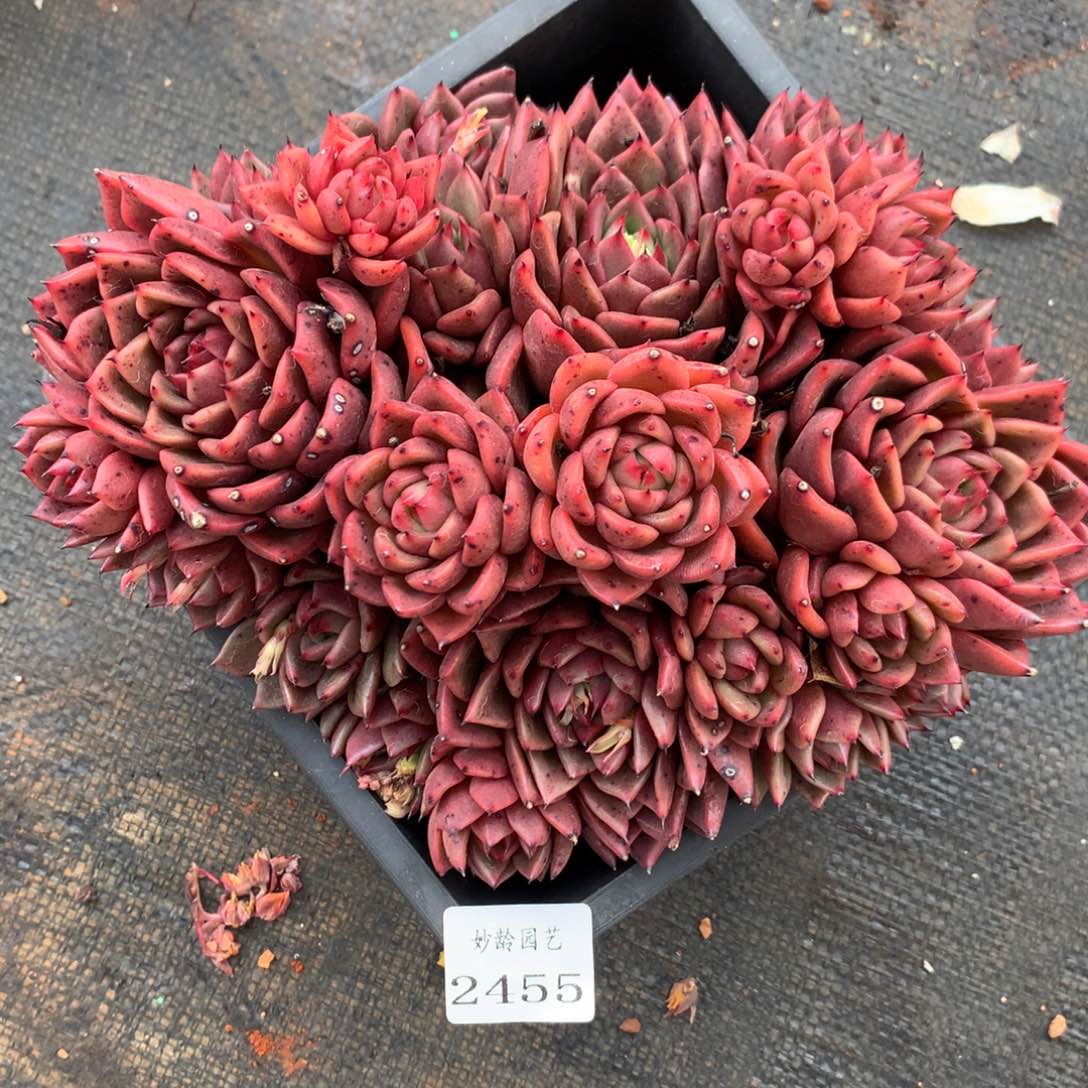 2455杂交精品基地20厘米