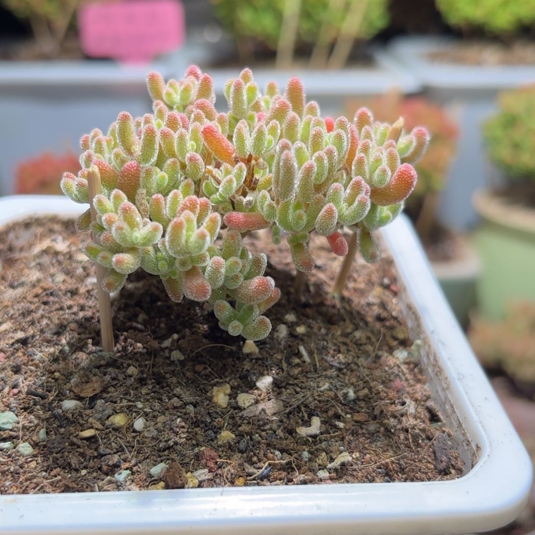 闪购商品冰红A532