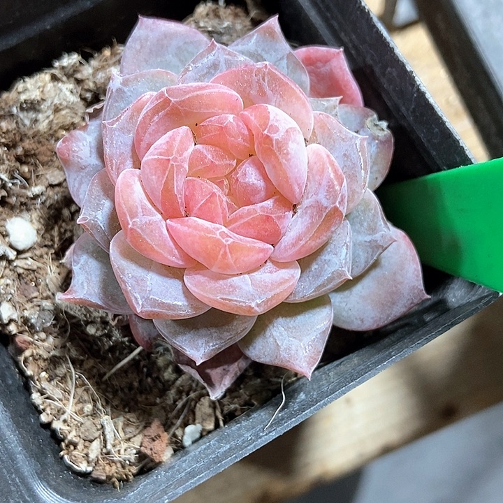 多肉植物雪芙蓉1035