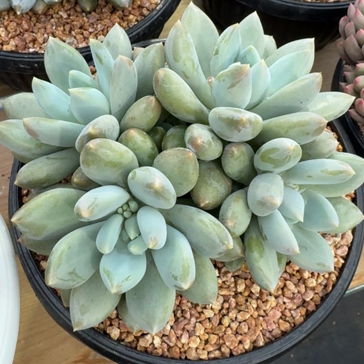 多肉植物哥特萝莉