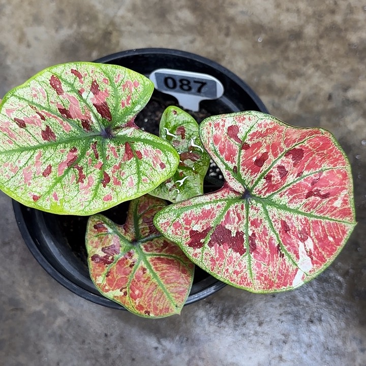 87-0220彩叶芋广东现货