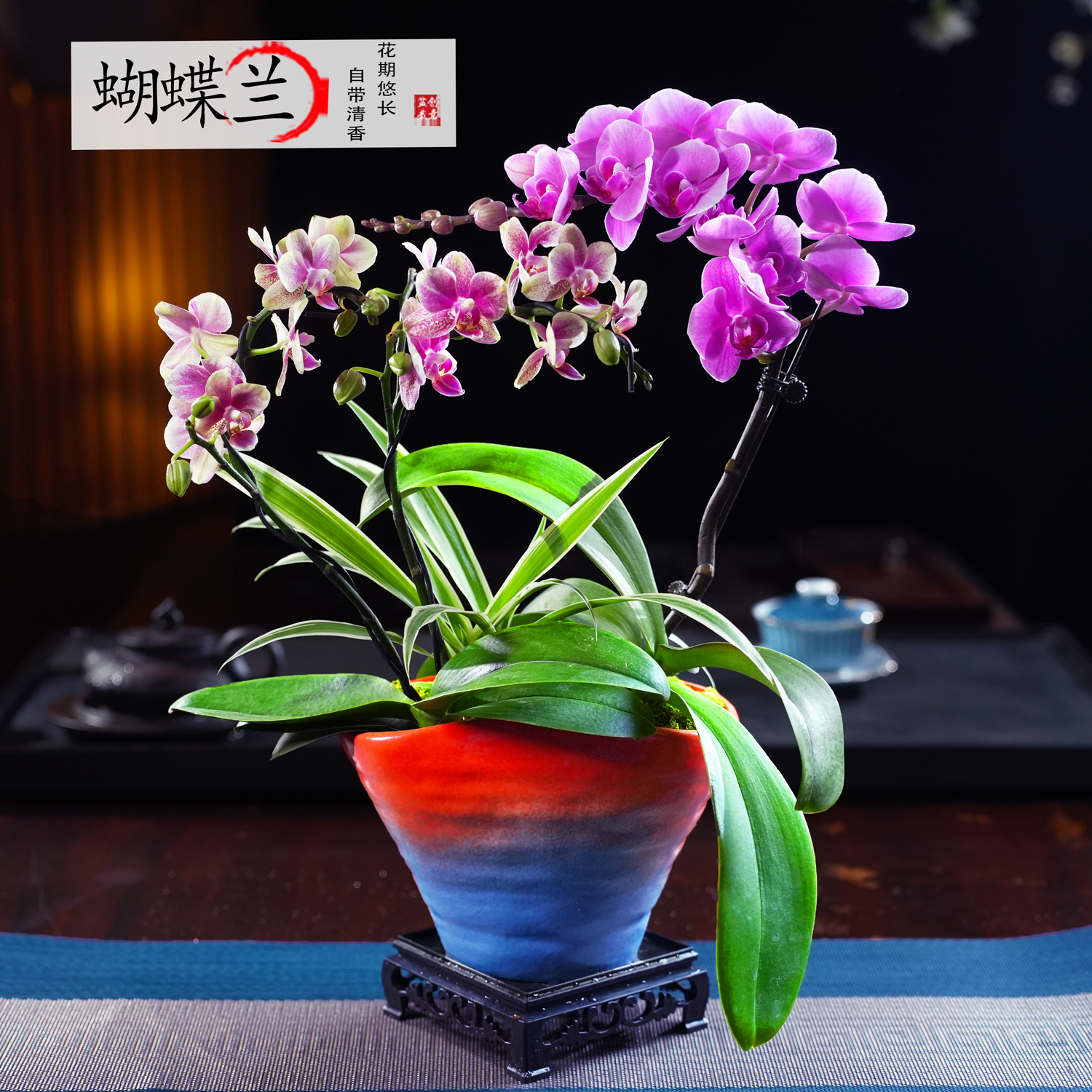 蝴蝶兰盆栽四季常青花卉茶桌面净化空气花办公室内绿植物花开