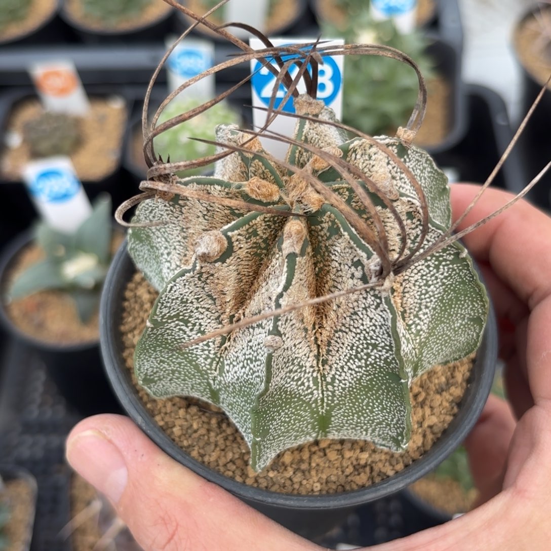 248实生瑞凤玉带盆带土