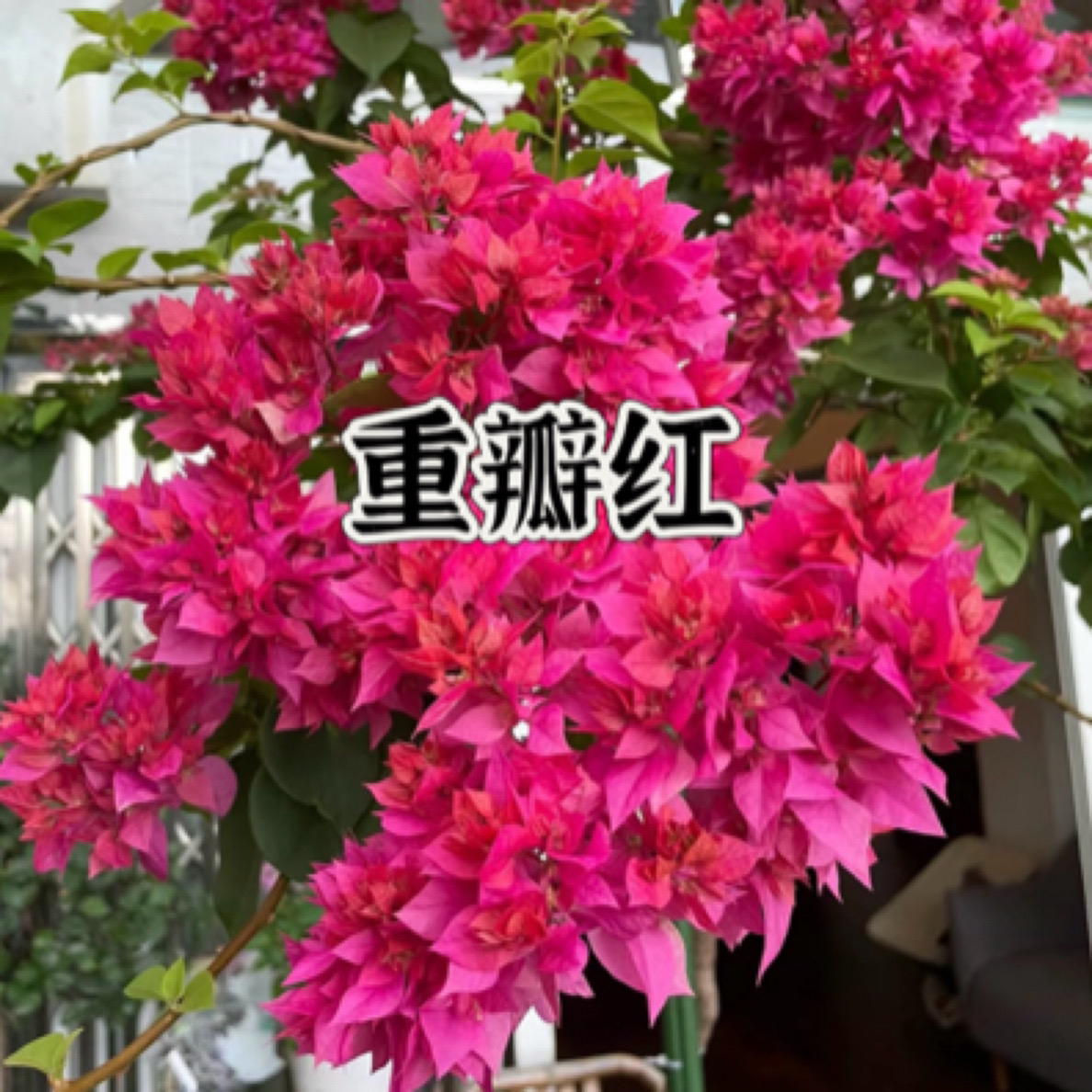 【重瓣红1颗苗】三角梅四季开花勤花庭院阳台爬藤好养    品种基地。