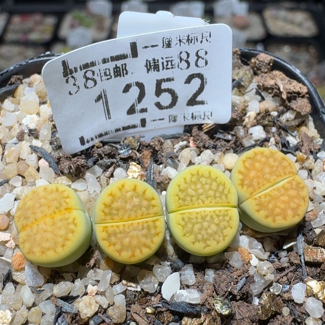 zz生石花肉锥1252