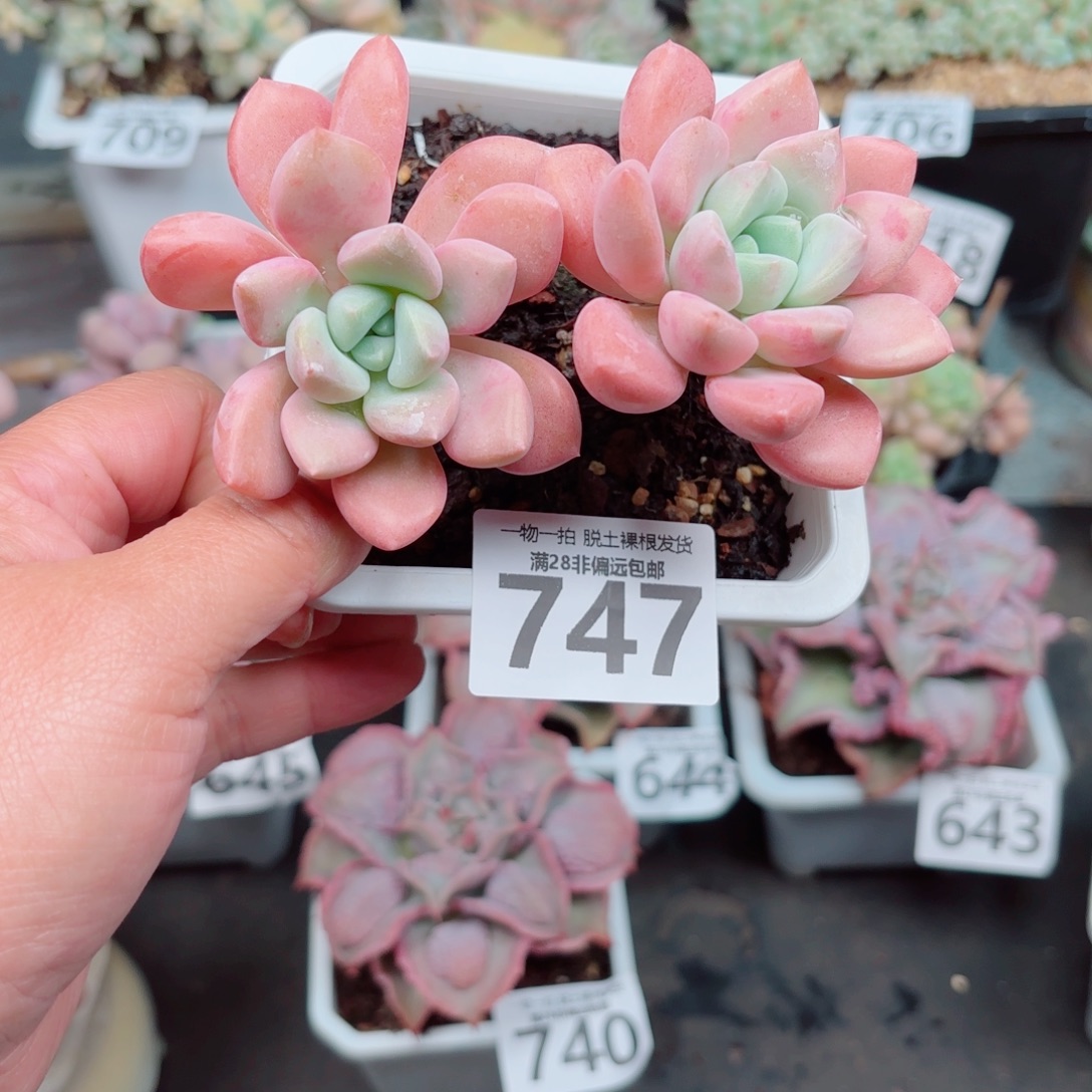 花斑鹿多肉多肉多肉