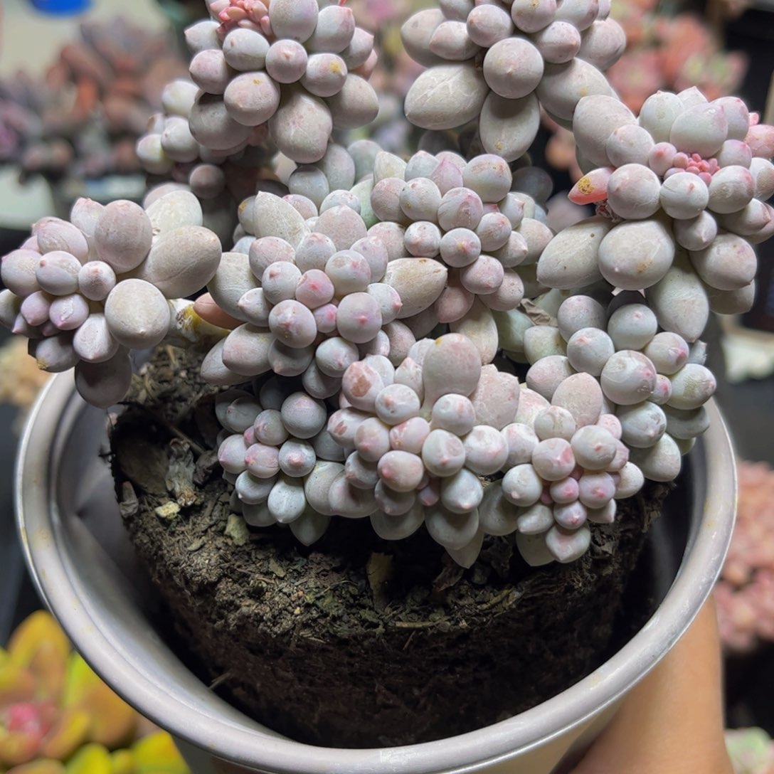 818手指奶11厘米多肉