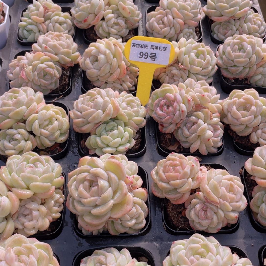 99号 白底白桃汽水群生不包整一个