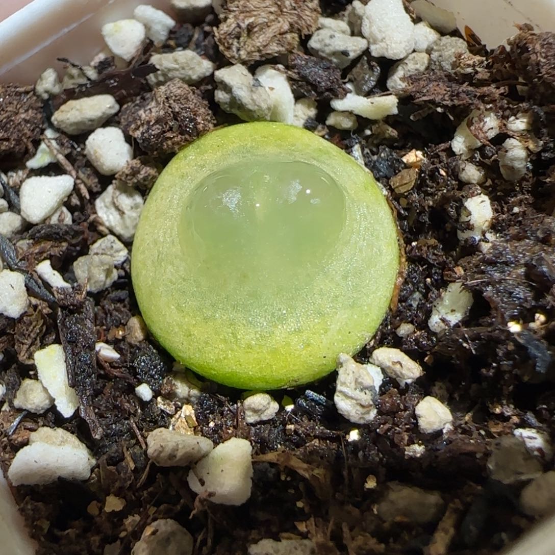 肉锥多肉植物百科30-日式拉登1095