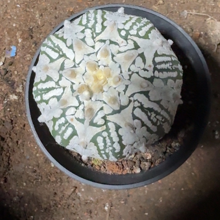 当前无花栽培后可以开花实生美纹V兜