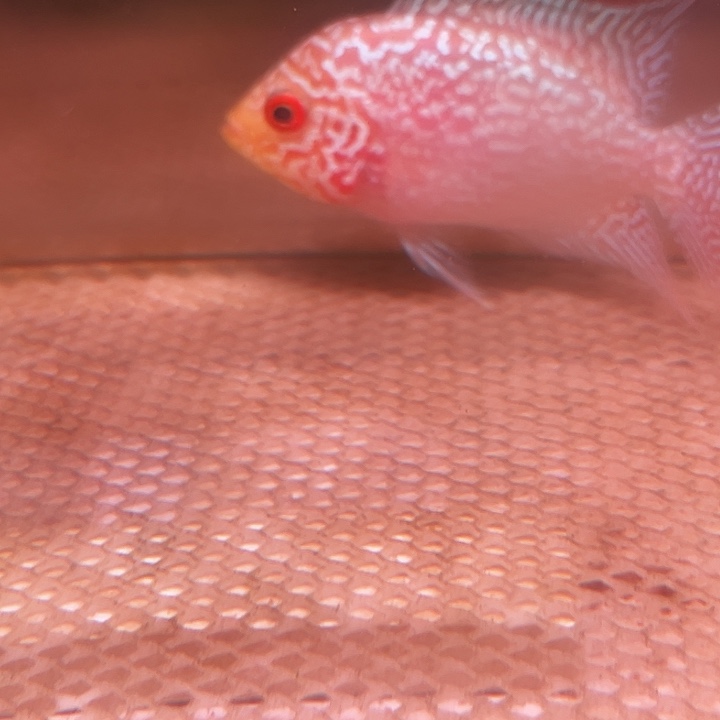 罗汉鱼金花火凤罗汉鱼