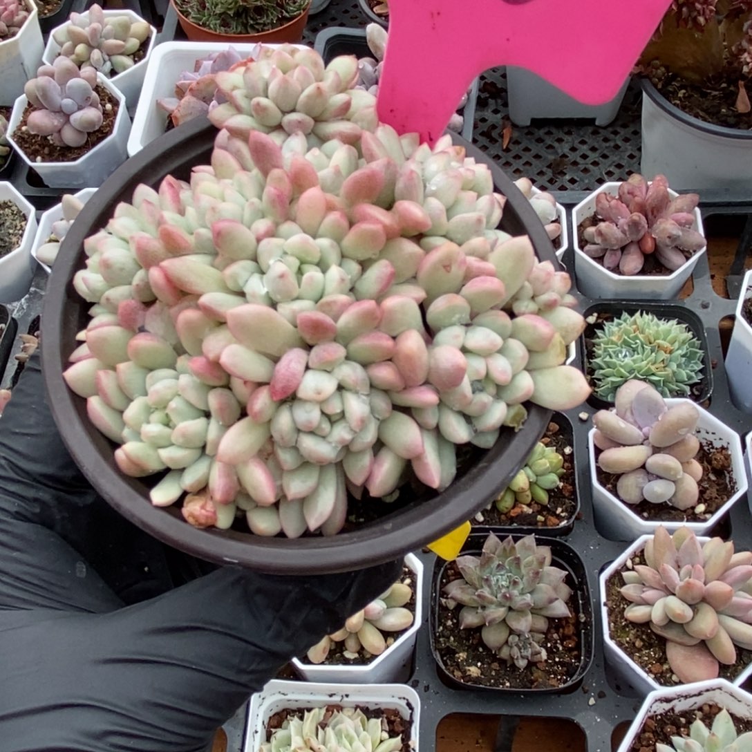 120红蛋锦多肉植物