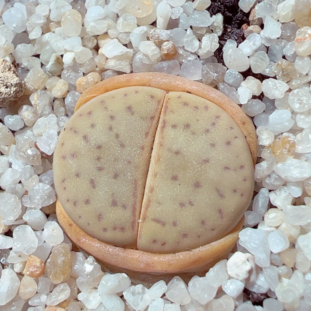 306-560多肉碧赐玉