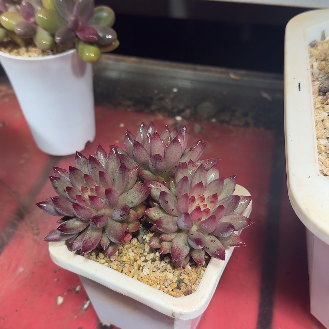 老桩多肉车厘子一颗