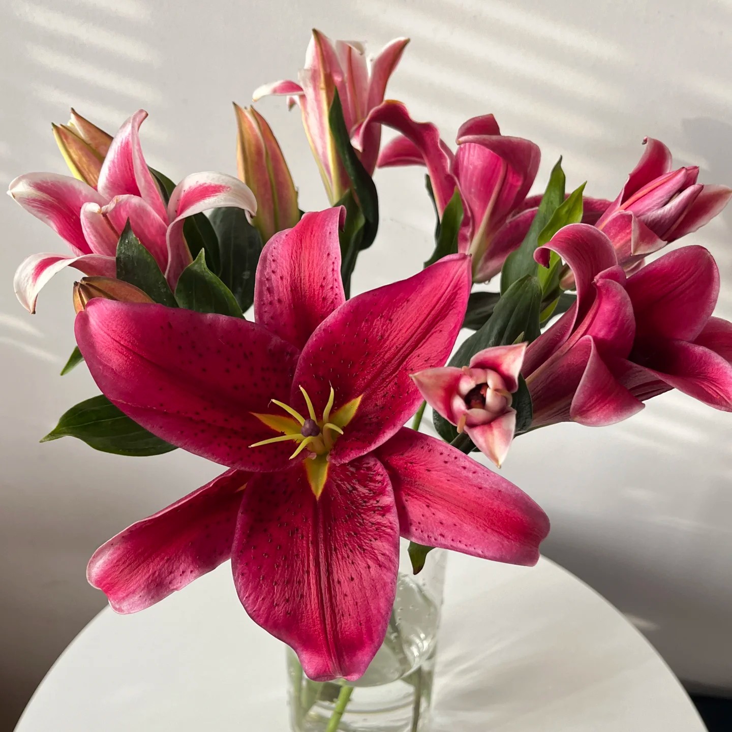 【浪漫布鲁斯香水百合】云南基地直发【任意两单顺丰冷链包邮】