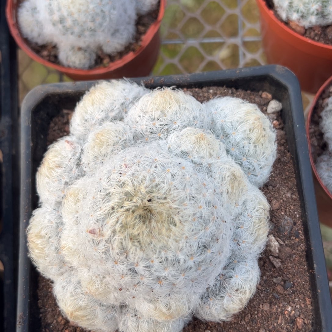 白星随机一颗。   