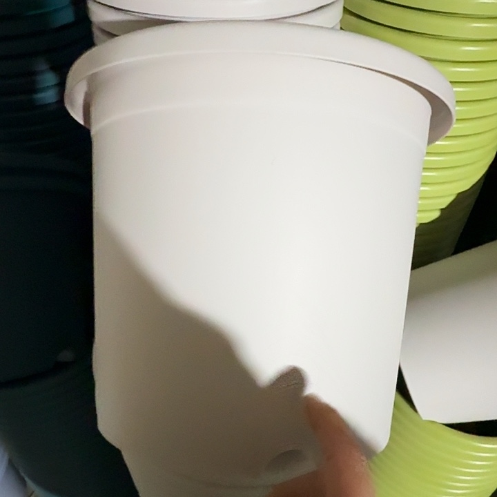 四季5号灰白无托10个口径29