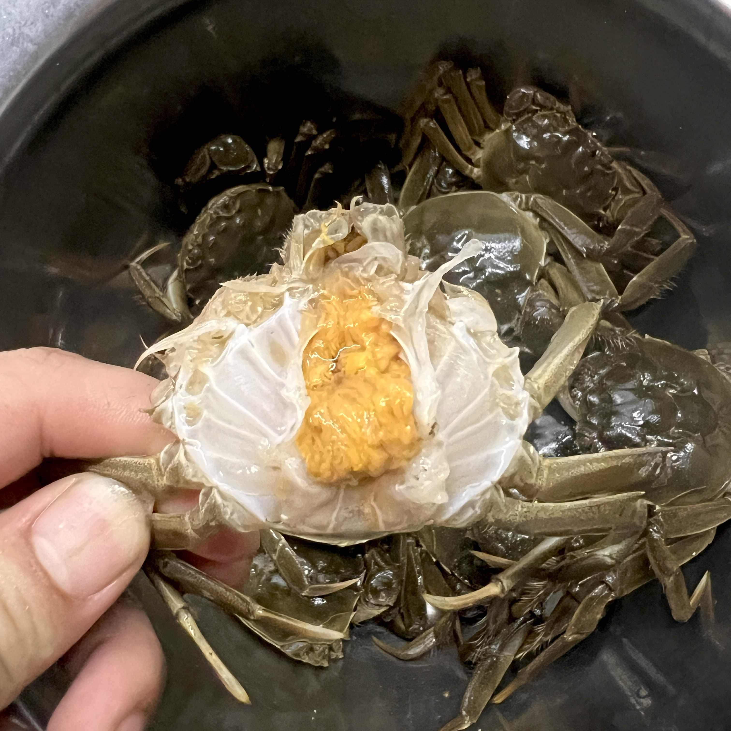 【肥蟹全母】14只约1.3两/只鲜活大闸蟹青蟹海鲜单只65g蟹同城配送