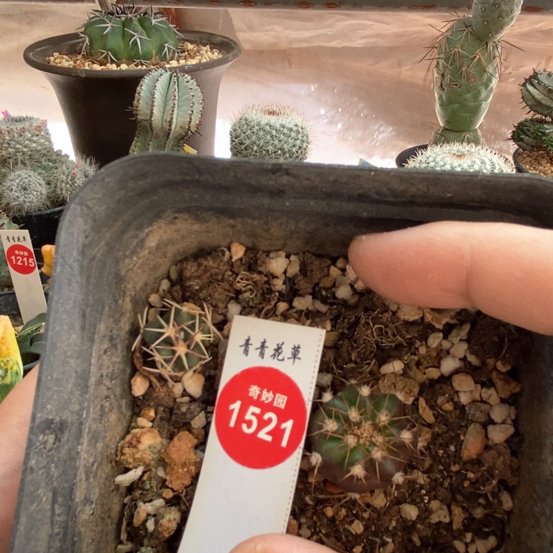 大红鹰加紫肌圆盘玉