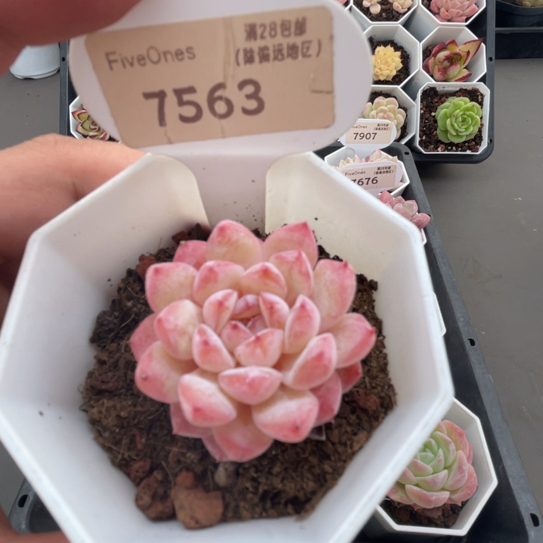 7563冰葡萄4.5厘米