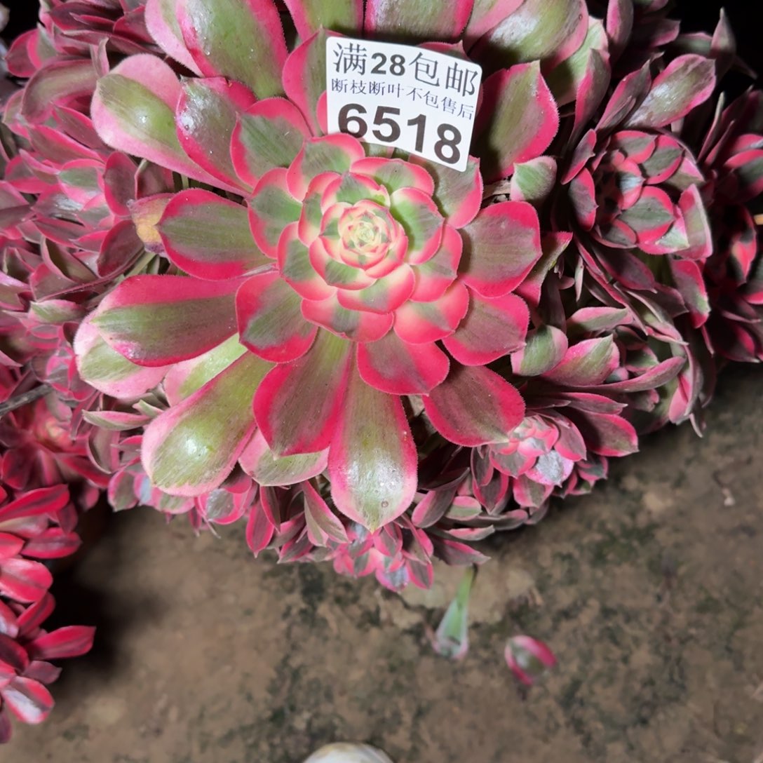 6518女郎多肉植物