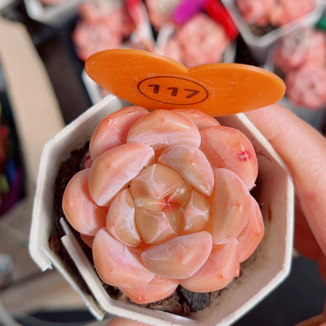 117号小老桩糖心单头