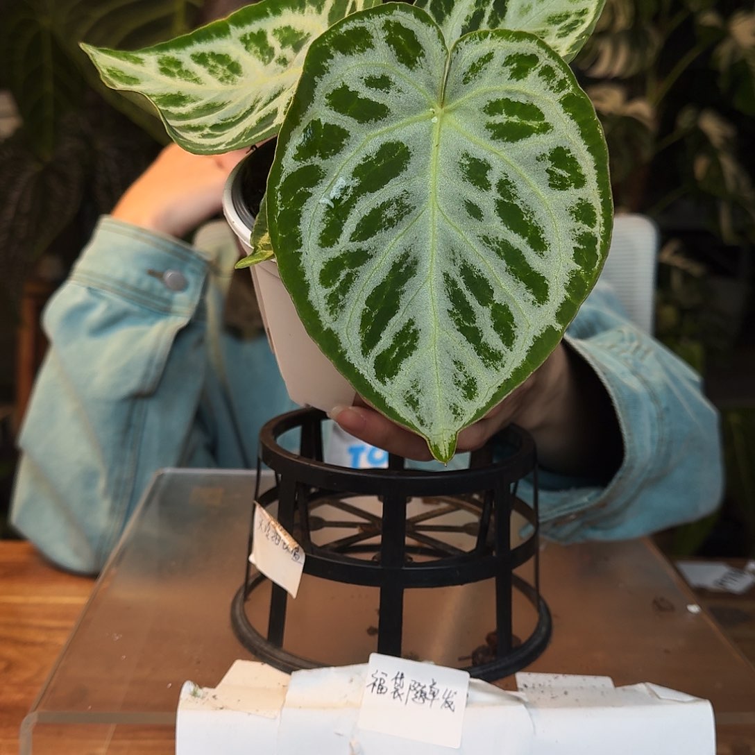 完全开放H75铜锣烧