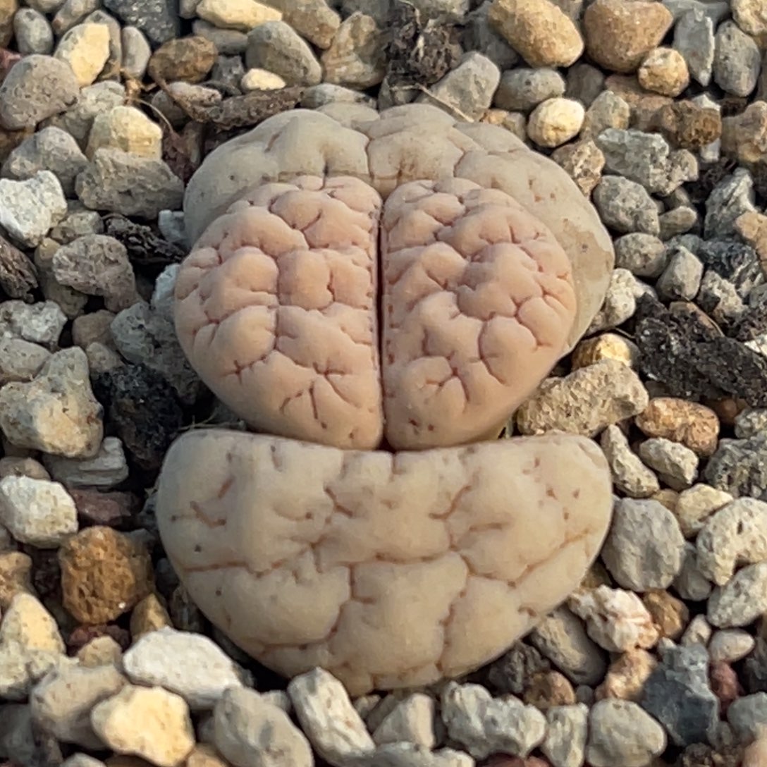 8719凹凸脑纹189一颗