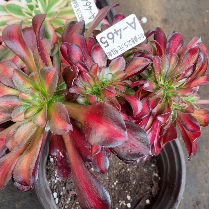 465花娜缀12345678多肉