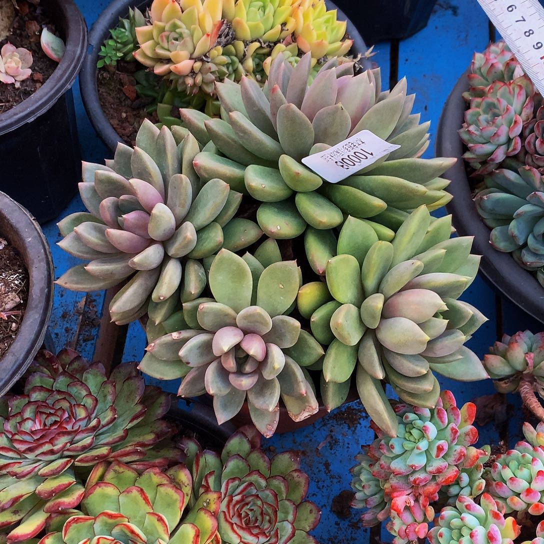 用***3    红象牙多肉10008