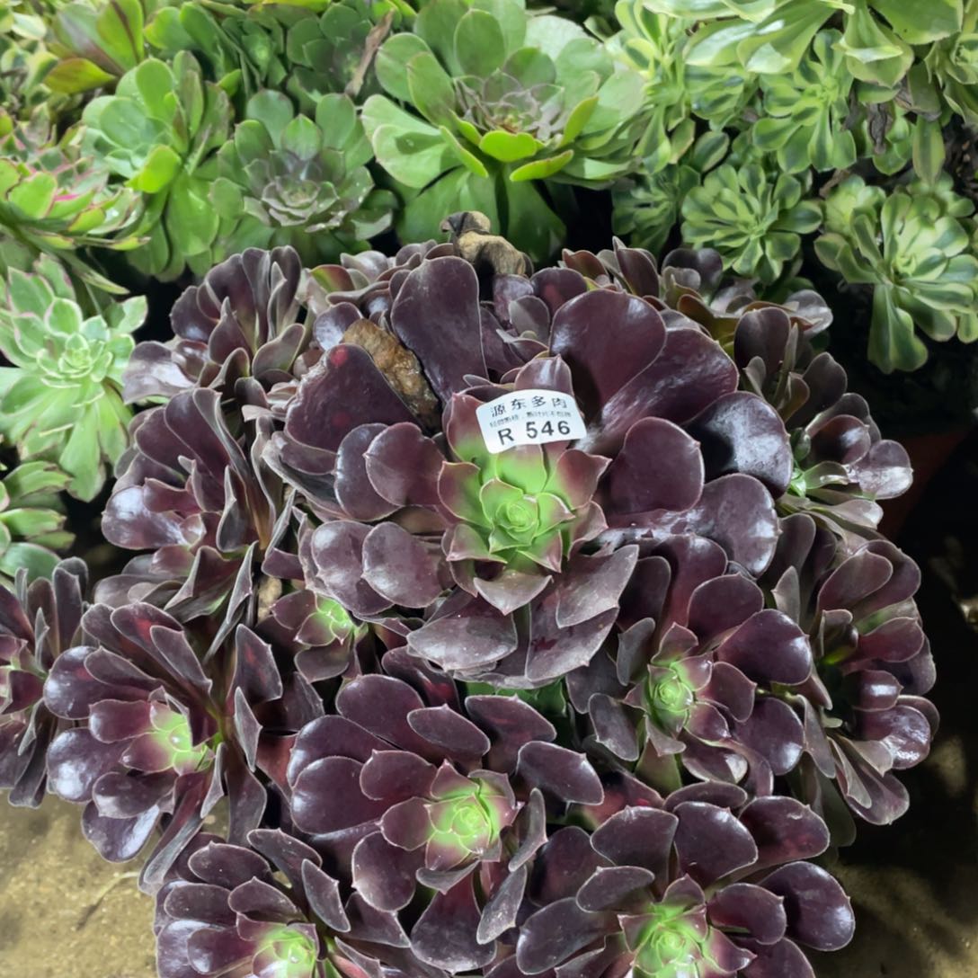 546梅花多肉法师断枝不包