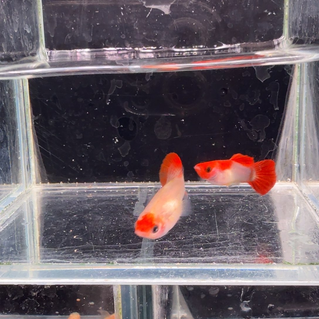 孔雀鱼深海蓝玻璃猫1对