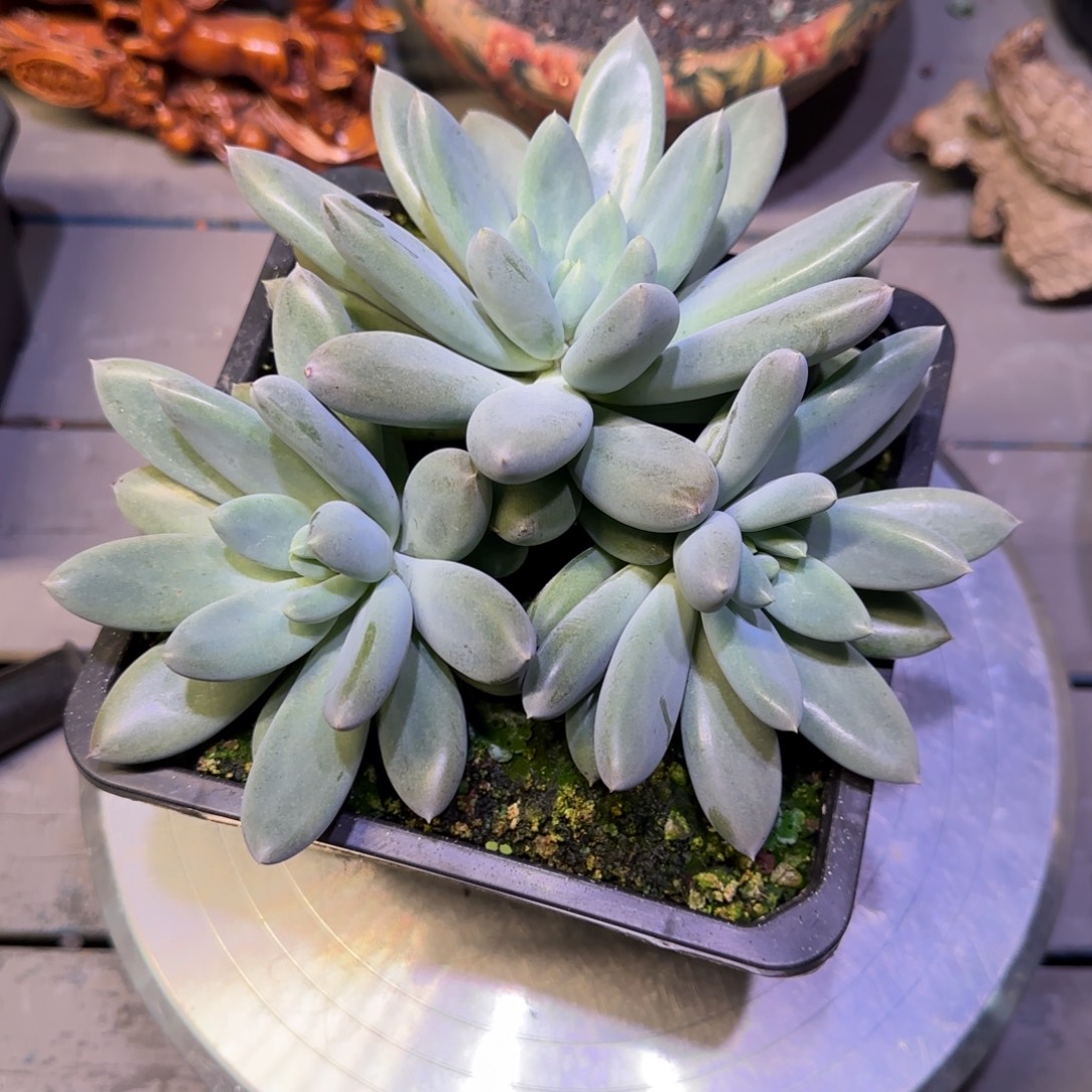 超胖体哥特萝莉多肉植物