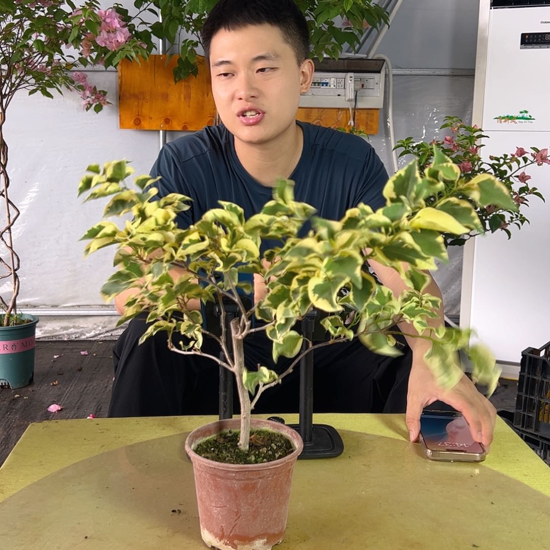 三角梅橙冰小一颗