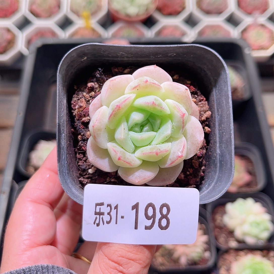 乐然31-198 新品单头 
