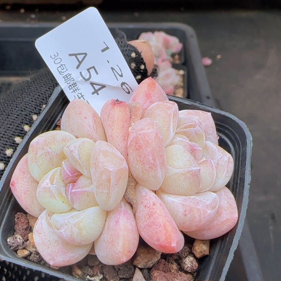 糖心冰玉一颗脱土发货