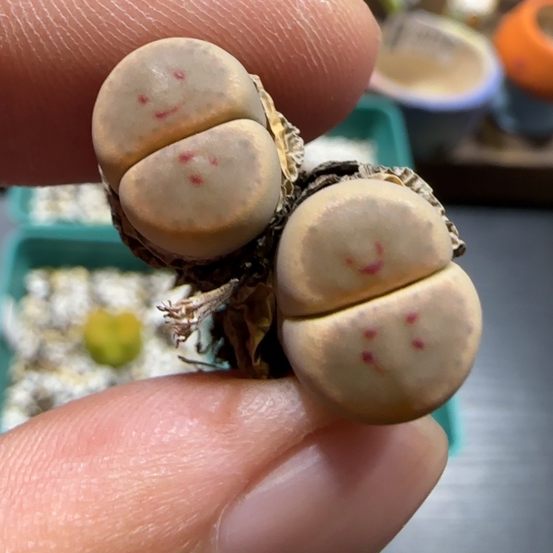 8.16。。惜春。。。2023