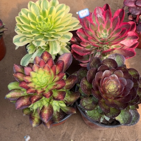 559多肉植物组合