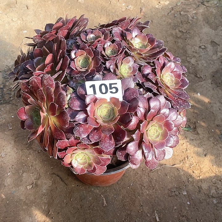 法师植物12345678