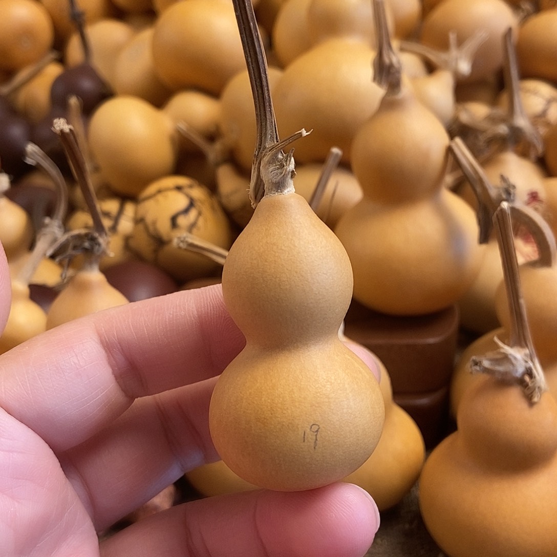 文玩葫芦 完美主义者 慎拍19