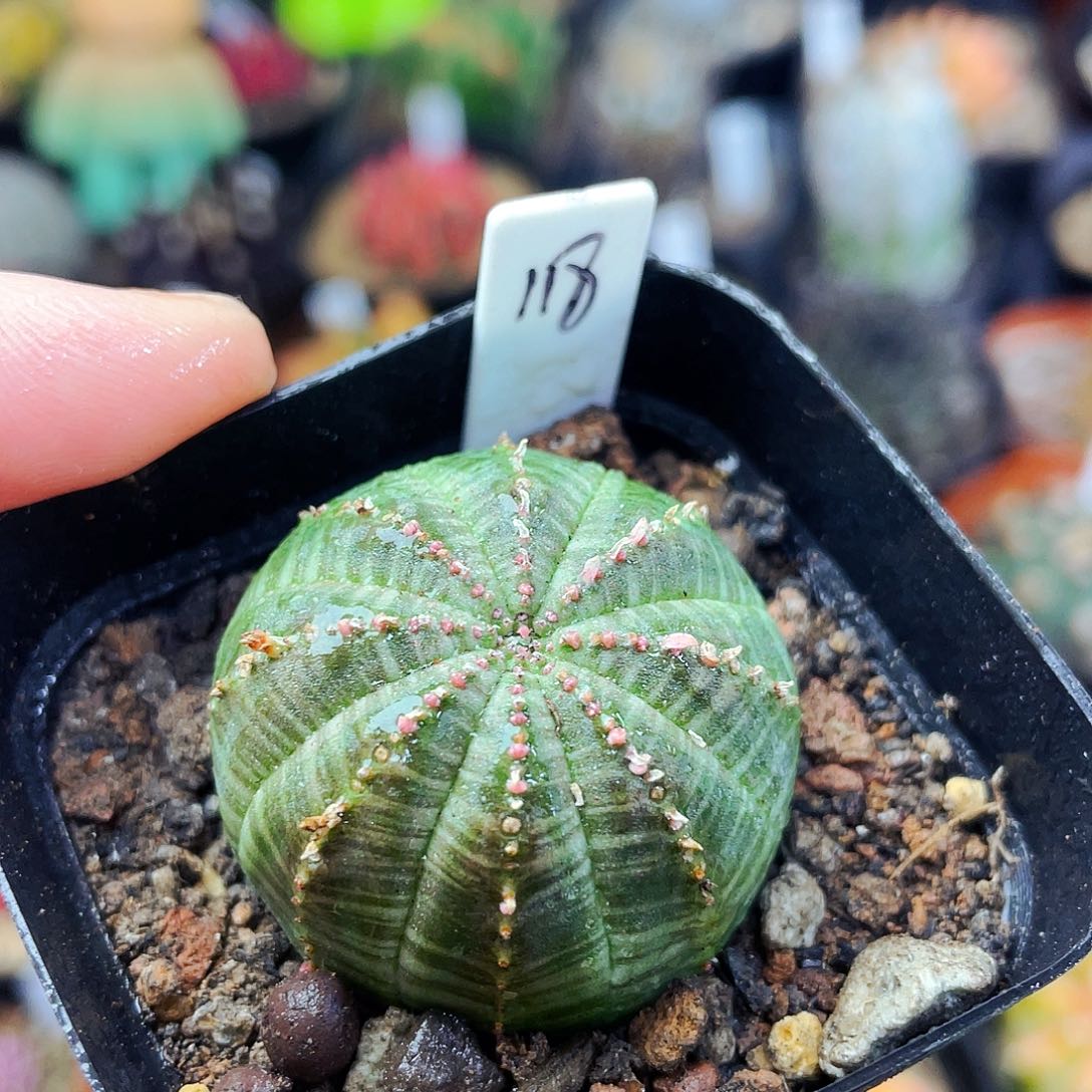 非偏远地区满25包邮仙人球