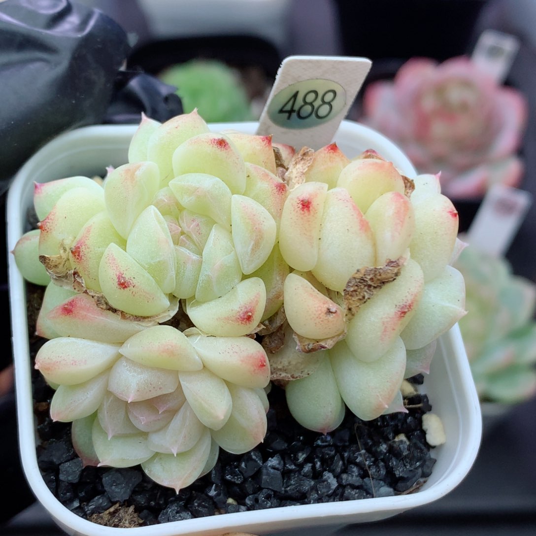 糖心58包邮  群生不包整488