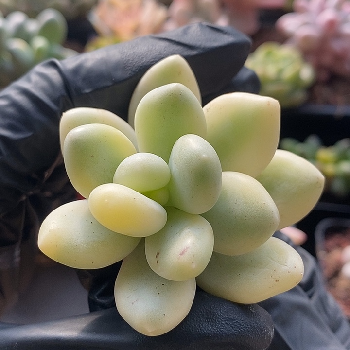 美人锦白腹轮多肉植物