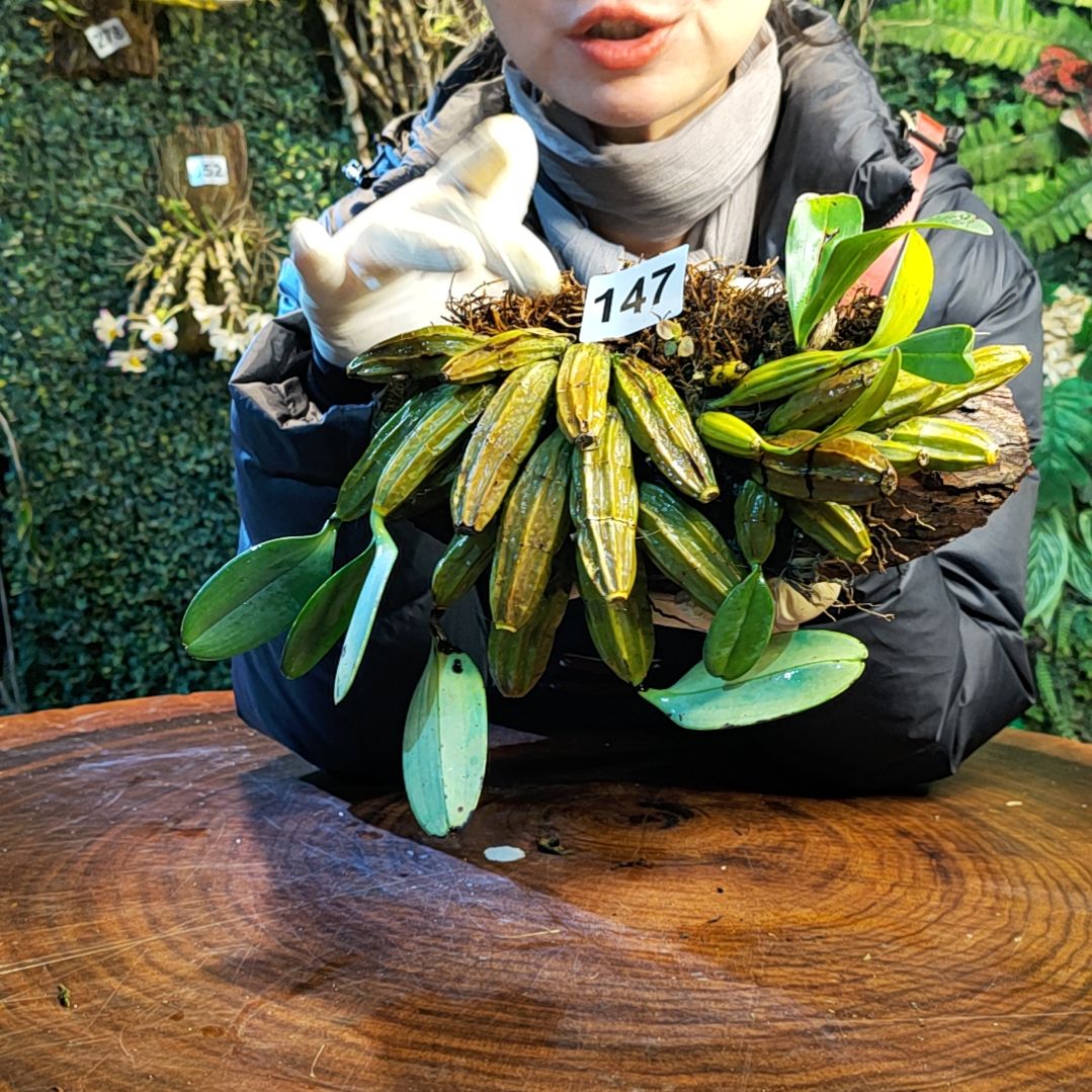 【闪购商品】147泰聚花