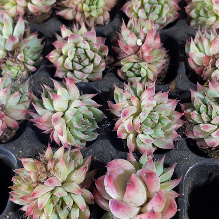 小梦瑶1元带土发