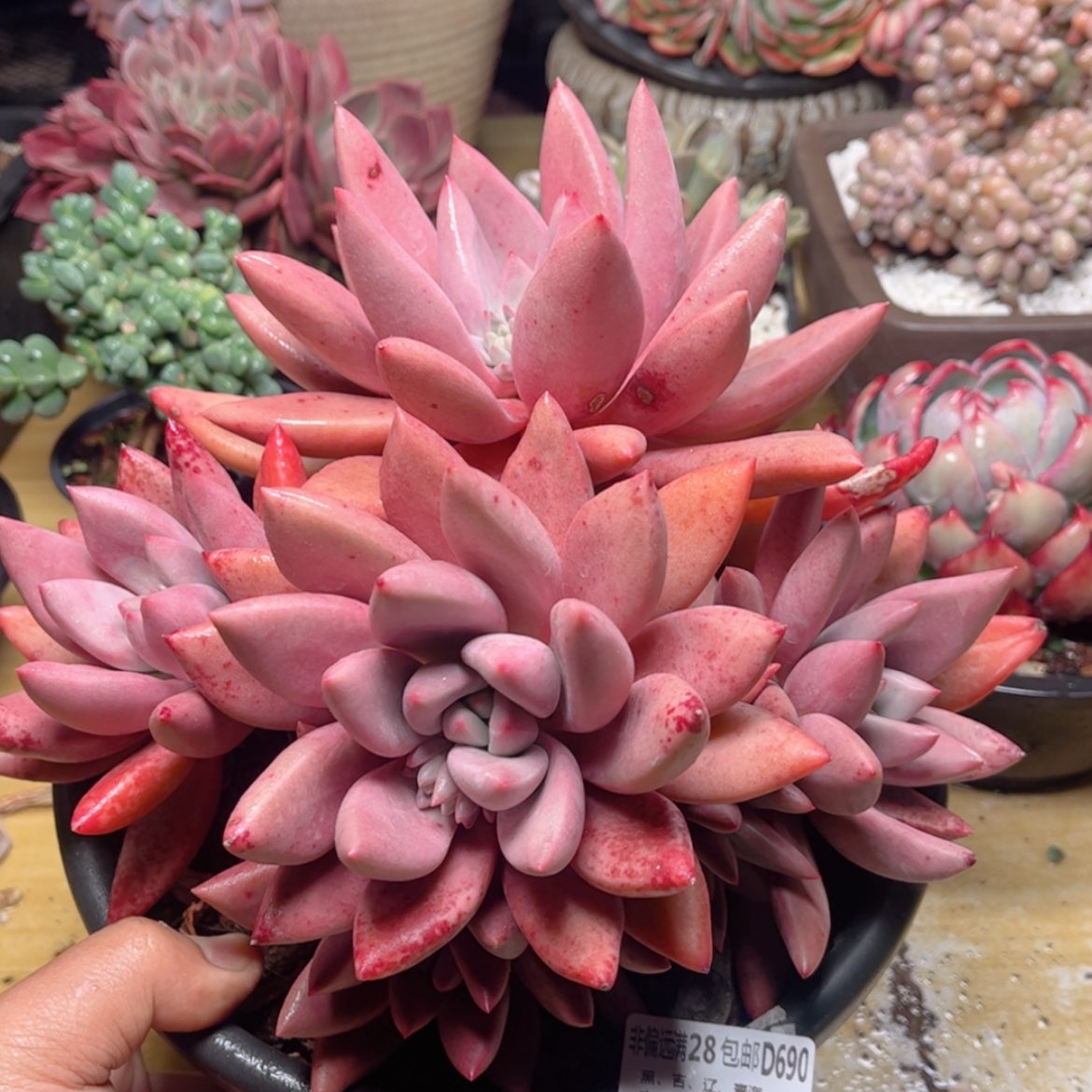 【闪购商品】690知音