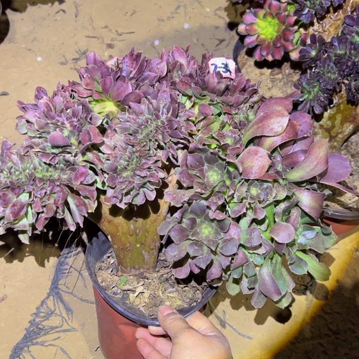 玫瑰缀多肉植物2-34